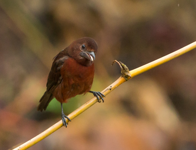 Silver beaked Tanager